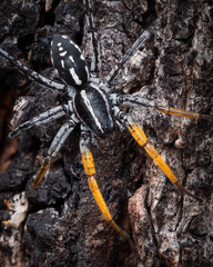 Nyssus coloripes
