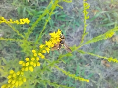 Hoplitimyia constans