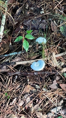 Clitocybe odora