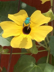 Euglossa