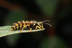 Vespula alascensis