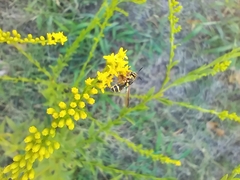Hoplitimyia constans