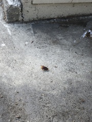 Periplaneta americana