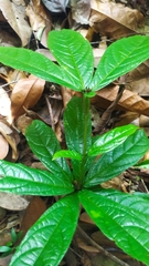 Cordia nodosa