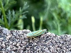 Graphocephala versuta