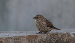 Crithagra menachensis