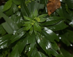 Rhopalomyia solidaginis