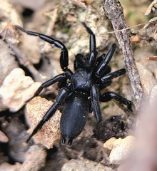 Zelotes