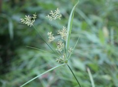 Cyperus longus