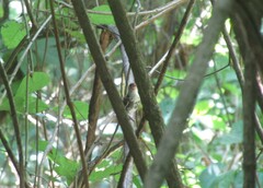 Thryophilus pleurostictus