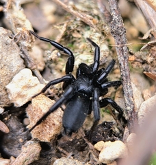 Zelotes