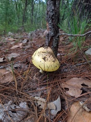 Tricholoma equestre