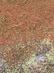 Azolla