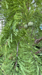 Taxodium distichum