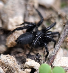 Zelotes