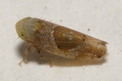 Hishimonus diffractus