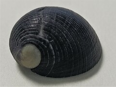Nerita picea