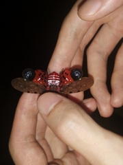 Penthicodes atomaria