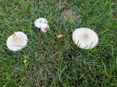 Leucoagaricus leucothites