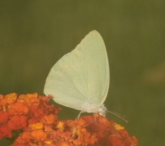 Catopsilia florella