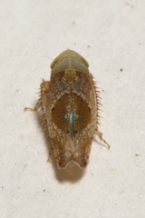 Hishimonus diffractus