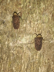 Penthicodes atomaria