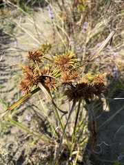 Cyperus eragrostis