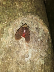 Penthicodes atomaria