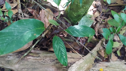 Goeppertia elliptica (Goeppertia elliptica)