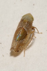 Hishimonus diffractus