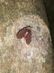 Penthicodes atomaria