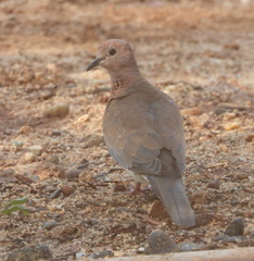 Streptopelia senegalensis