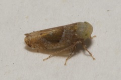 Hishimonus diffractus