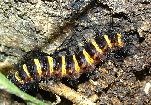 Agreeable Tiger Moth