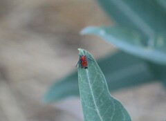 Tetraopes femoratus