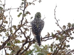 Trachyphonus darnaudii usambiro