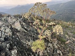 Peucedanum officinale