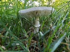 Leucoagaricus leucothites