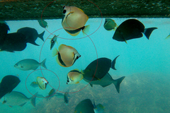 Johnrandallia nigrirostris