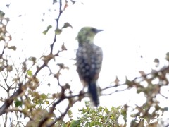 Trachyphonus darnaudii usambiro