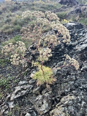 Peucedanum officinale