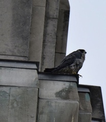 Falco peregrinus