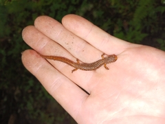 Hemidactylium scutatum