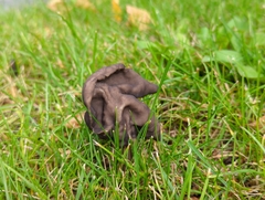 Helvella vespertina