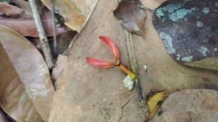 False Bird of Paradise (Souroubea)