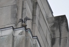 Falco peregrinus