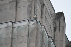 Falco peregrinus