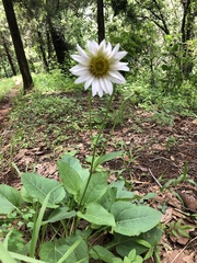 Iostephane heterophylla