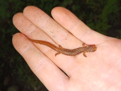 Hemidactylium scutatum