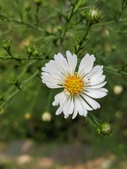 Tripleurospermum inodorum